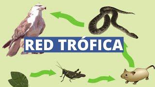 The TROPHIC NETWORK and trophic levels producers consumers decomposers