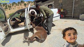 Nomadic life in the mountains buying a donkey to carry things down to the village