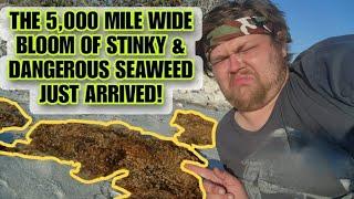 The Worlds Largest Seaweed Bloom Just Started Washing Up In Florida. The Problem With Sargassum