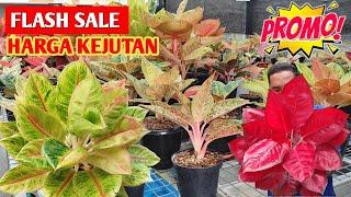 FLASH SALE‼️ Aglonema harga kejutan Siapa cepat dia dapat  601