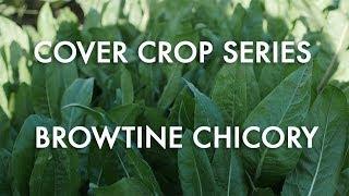 Cover Crop Series Browtine Chicory