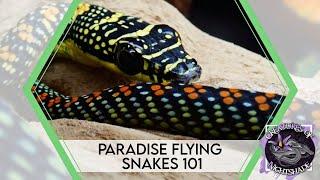 Paradise Flying Snakes 101  Care Guide  Creatures of Nightshade