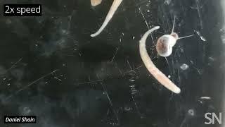 Watch freshwater leeches attack a snail  Science News