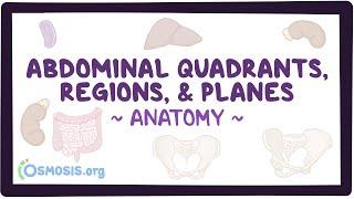 Abdominal quadrants regions and planes