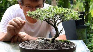 Five tips for starting into bonsai.