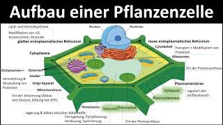 Pflanzenzelle - Aufbau und Funktion Zellorganellen und ihre Funktionen 23 - Biologie Oberstufe