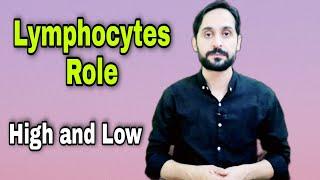 What is Lymphocyte  Role of Lymphocytes