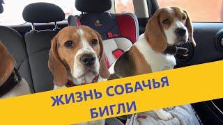  Жизнь собачья Бигли  Часть1  A dogs life  4 beagles  Part 1