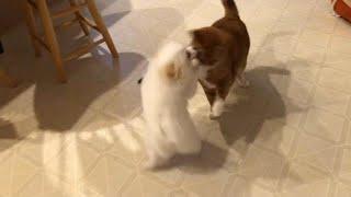 Pomeranian Puppy and Cats Fun and Cute Moments