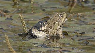 Big grass snake catching a frog  Culebra de collar grande atrapando una rana