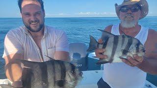 SPADEFISH EVERYWHERE Plus a loggerhead turtle