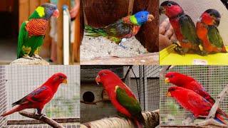 Exotic Birds Big Parrot Setup Lori Parrot Full Information Parrot Dipankar Breeding Progress Hsn