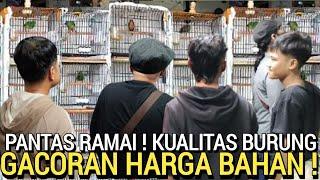 UNTUNG 2X LIPAT  BURUNG GACORAN HARGA BAHAN DI PASAR BURUNG PRAMUKA HARI INI