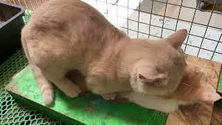 Cat in heat   Bơ vs MiMo2  Munchkin Mate  Cat breeding 