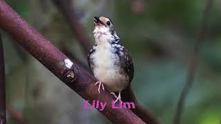 Stripe wren babbler