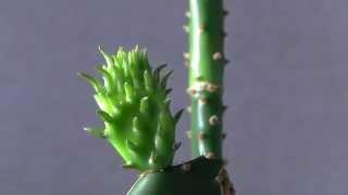 Prickly Pear Cactus Opuntia ficus-indica Time-lapse of new pad sprout.