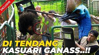 #7 DI T3NDANG KASUARI GAN4SS.. HAMPIR KENA CAKARANNYA..