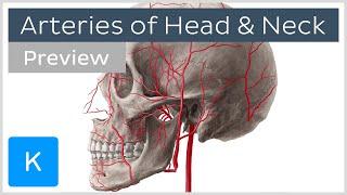 Head and Neck Arteries Overview preview - Human Anatomy  Kenhub