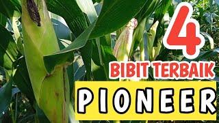 Inilah 4 Varietas Bibit Jagung Hibrida Terbaik Produk Pioneer