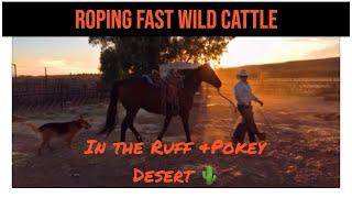 Roping Wild & Fast Desert Cattle