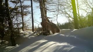 Canada lynx enjoys a meal in western Maine