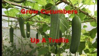 How To Train Cucumbers Up A Trellis