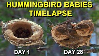 Allens Hummingbird Babies from Hatching to Fledging the Nest