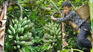 Nams orphan boy goes to pick bananas to sell. Gardening to grow peanuts  Nam - poor boy