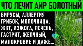 Вся мощь Природы Аир Болотный. Применение от гастрита аллергии молочницы для ЖКТ Печени