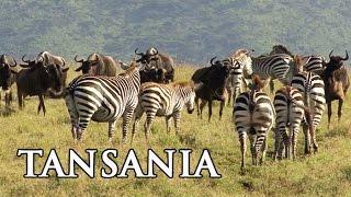 Tansania Serengeti Sansibar und Kilimanjaro