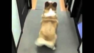 Cute dog twerk 