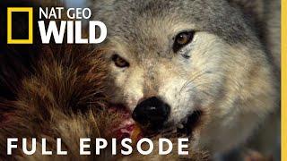 Monster Wolf Full Episode  America the Wild