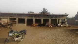 Anmol cattle farm in Rahim Yar Khan Punjab Pakistan