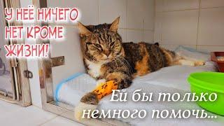 Fip и Вирусный лейкоз кошек не приговор  спасаем бездомную кошку  saving a homeless cat