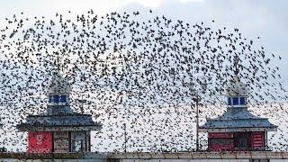 I went to Blackpool North Pier to see the Starlings