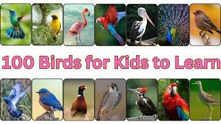 100 Bird Names  100 Bird Names Every Kid Should Know