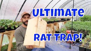 No More Rats  Easy Homemade Rat Trap