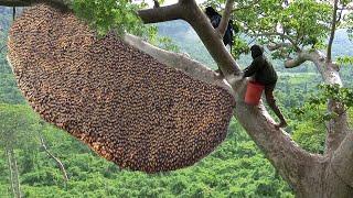 Primitive Technology Amazing Catch A Giant HoneyBee For Food On The Big Tree