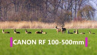 Alternativlos? Canon RF 100-500mm f4.5-7.1 Review