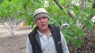 Akhisar - Ceviz Ağacında Verimi Artırmak - Patlıcanda Parlaklık Sağlamak