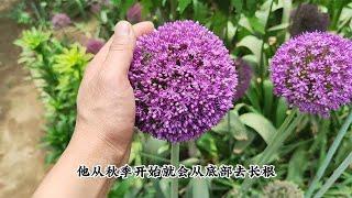 花园必养植物“大花葱”，北方地栽不怕冻，开出蓝紫色“大花球”