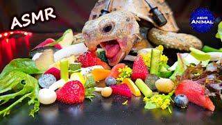 ASMR EATING FOOD MUKBANG  Turtle Tortoise 160