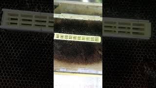 Изолятор для маток_ Пробный вариант #бакфаст #bee #beekeeper