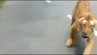 tiger try to attack on bike