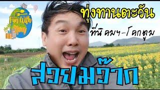 ทุ่งดอกทานตะวันวิวสวยสุดๆ ที่นิคมฯ-โคกตูม ลพบุรี Fun with Non พาไปเที่ยวครับ