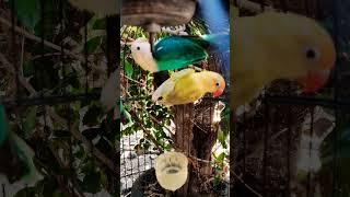 Lovebird biola Aquapf x biola PB euwing pf