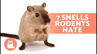 7 SMELLS That MICE and RATS HATE  They Cant Stand Them