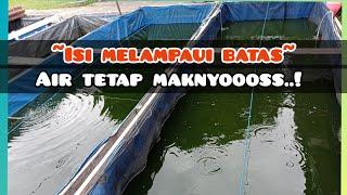 bagiamana kolam padat tebartetap bebas dari lumut..?