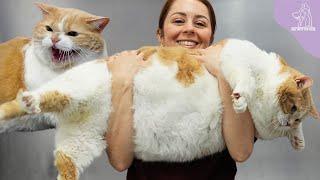 The Sumo Wrestler Cat Named Biggie Smalls  43 POUNDS?