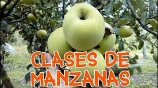 5 VARIEDADES DE MANZANA EXCLUSIVAS  COLOMBIA  CALIFICACIÓN  APPLES